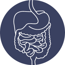 outline-of-digestive-system